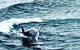Penguin Island Tour With Dolphin And Sea Lion Cruise - thumb 6