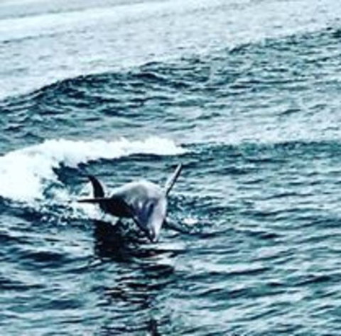 Penguin Island Tour With Dolphin And Sea Lion Cruise - Attractions Perth 6
