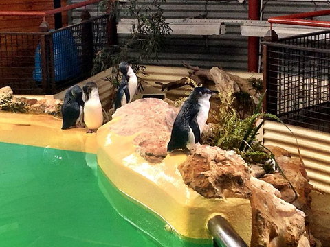 Penguin Island Tour With Dolphin And Sea Lion Cruise - Attractions Perth 4