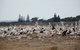 Penguin Island Tour With Dolphin And Sea Lion Cruise - thumb 5