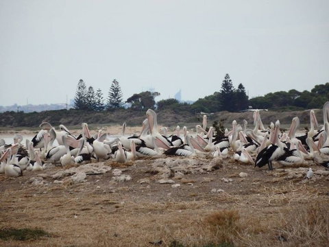 Penguin Island Tour With Dolphin And Sea Lion Cruise - Attractions Perth 5