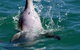 Penguin Island Tour With Dolphin And Sea Lion Cruise - thumb 1