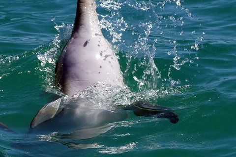 Penguin Island Tour With Dolphin And Sea Lion Cruise - Attractions Perth 1