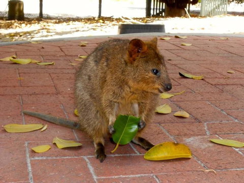 Rottnest Island With Bike Hire From Perth Or Fremantle - Attractions Perth 12