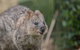 Rottnest Island With Bike Hire From Perth Or Fremantle - thumb 9