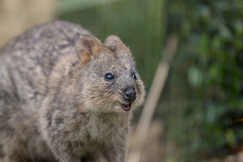 Rottnest Island With Bike Hire From Perth Or Fremantle - Attractions Perth 9