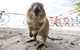 Rottnest Island Round-Trip Ferry From Perth Or Fremantle - thumb 6