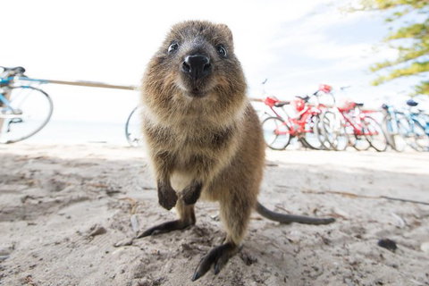 Rottnest Island Round-Trip Ferry From Perth Or Fremantle - Attractions Perth 6