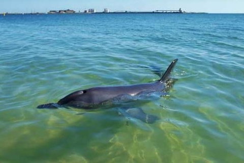 Bunbury Dolphins Discovery Tour - Fly From Perth - Attractions Perth 2