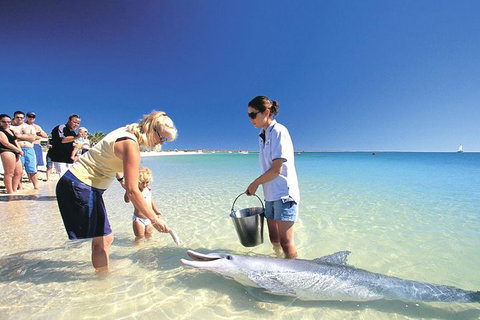Bunbury Dolphins Discovery Tour - Fly From Perth - Attractions Perth 3