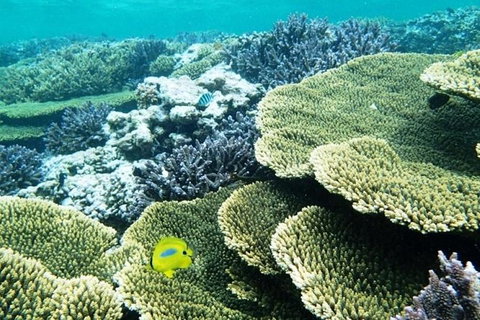 Abrolhos Islands Scenic Flight & Snorkel Adventure From Perth - Attractions Perth 3