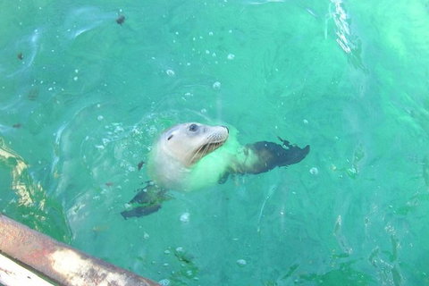 Abrolhos Islands Scenic Flight & Snorkel Adventure From Perth - Attractions Perth 4