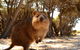 Fly To Rottnest Island By Plane - thumb 6