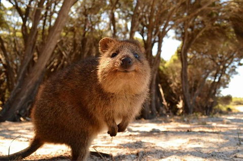 Fly To Rottnest Island By Plane - Attractions Perth 6