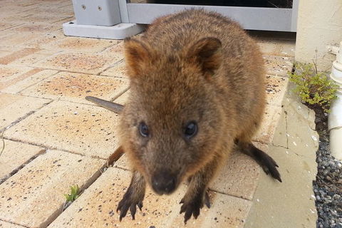Wave Rock, Pinnacles And Rottnest One Day Aeroplane Tour - Attractions Perth 1