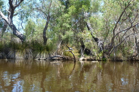 Kayak Tour On The Canning River - Attractions Perth 4