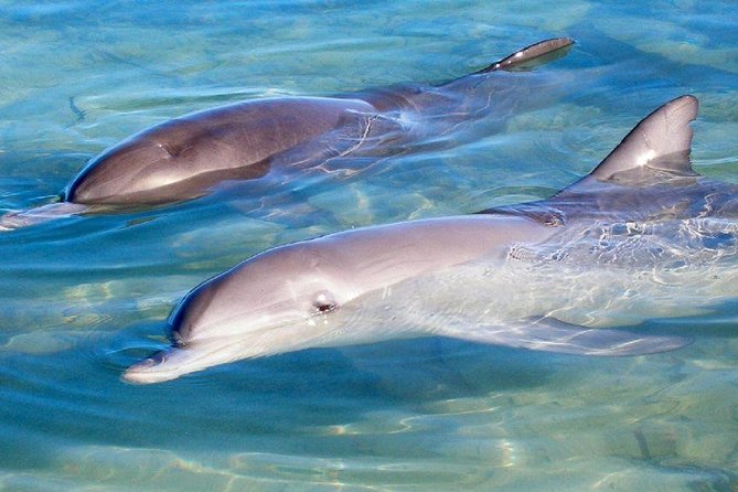 4 Day Perth to Monkey Mia Cruiser  Return Perth