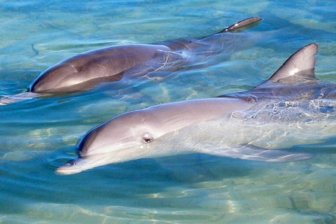 4 Day Perth To Monkey Mia Cruiser : Return - Attractions Perth 0
