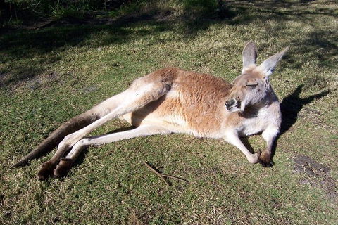 Swan Valley Private Tour - Attractions Perth 1