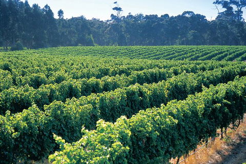 Swan Valley Private Tour - Attractions Perth 9