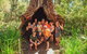 6-Day Esperance Adventure Tour From Perth - thumb 10
