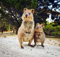 Rottnest Island All-Inclusive Grand Island Tour from Fremantle - Attractions Perth