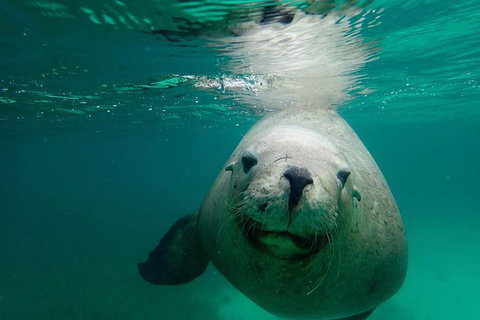 SAILING CHARTER TO CARNAC ISLAND - Attractions Perth 1