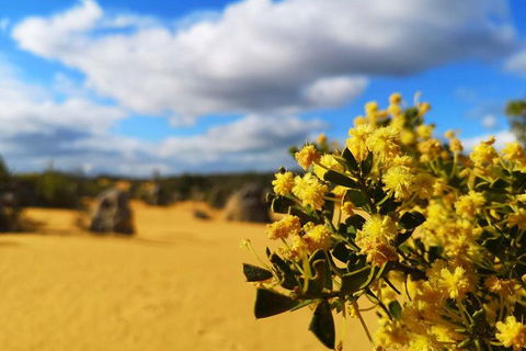 Pinnacles, Lancelin, Yanchep National Park Day Tour (Fish & Chip Lunch) - Attractions Perth 1