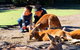 Caversham Wildlife Park, Old Guildford Town & Swan Valley Tour - thumb 0