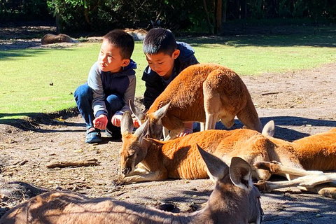 Caversham Wildlife Park, Old Guildford Town & Swan Valley Tour - Attractions Perth 0