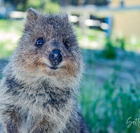 Snorkel and Visit the gorgeous Rottnest Island - Attractions Perth