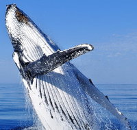 Whale Watching Tour - Attractions Perth