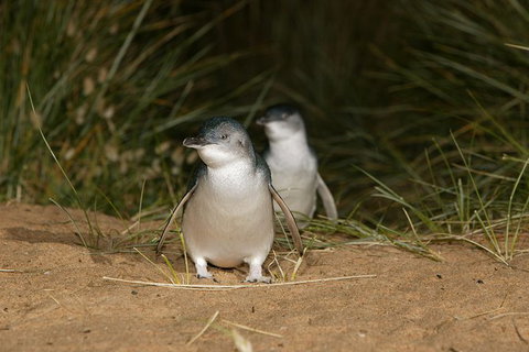 Small-Group Phillip Island Day Trip From Melbourne With Penguin Plus Viewing - Attractions Perth 8