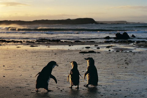 Small-Group Phillip Island Day Trip From Melbourne With Penguin Plus Viewing - Attractions Perth 15