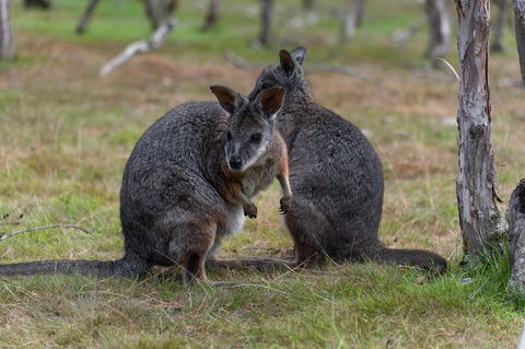 Phillip Island Penguin Parade Express Tour From Melbourne - Attractions Perth 1