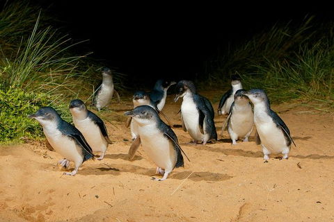 Phillip Island Penguin Parade Express Tour From Melbourne - Attractions Perth 2