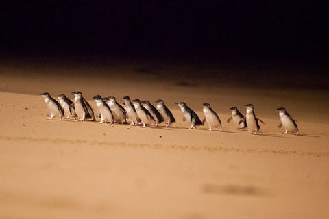 Phillip Island Penguin Parade Express Tour From Melbourne - Attractions Perth 5