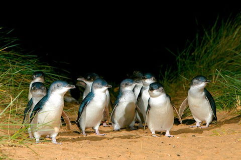 Phillip Island Penguin Parade Express Tour From Melbourne - Attractions Perth 3