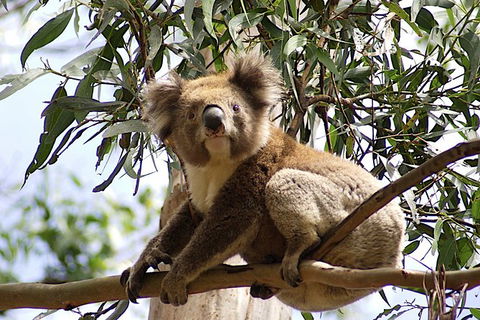 Melbourne Combo: Great Ocean Road, Puffing Billy, Moonlit Sanctuary & Penguins - Attractions Perth 4