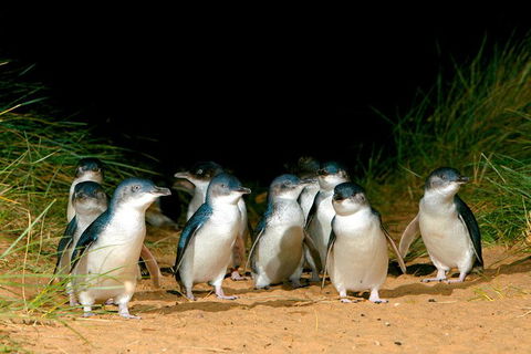 Melbourne Combo: Great Ocean Road, Puffing Billy, Moonlit Sanctuary & Penguins - Attractions Perth 5