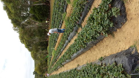 Mornington Peninsula Including Strawberry Farm Day Tour From Melbourne - Attractions Perth 2