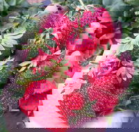 Mornington Peninsula including Strawberry Farm Day Tour from Melbourne - Attractions Perth