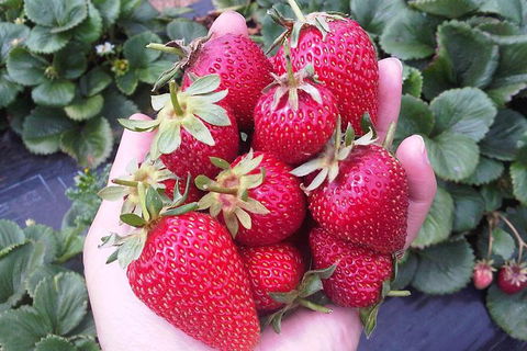 Mornington Peninsula Including Strawberry Farm Day Tour From Melbourne - Attractions Perth 0