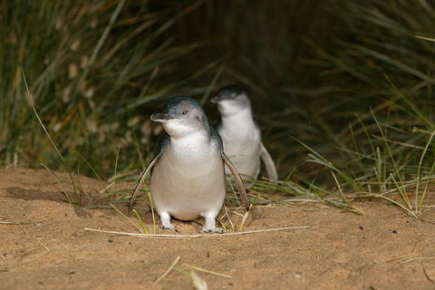 Full-Day Penguin Parade And Melbourne City Tour From Melbourne - Attractions Perth 0