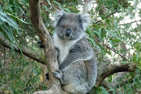 Melbourne Combo: Great Ocean Road Tour And Phillip Island Penguin Parade Tour - Attractions Perth 1