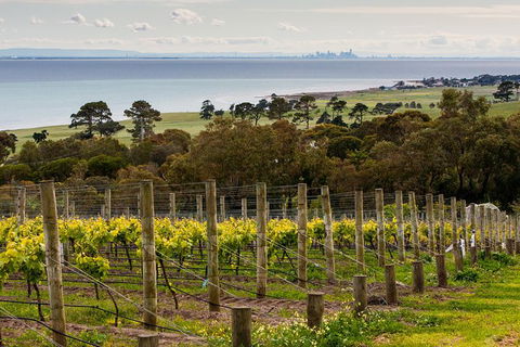 Bellarine Peninsula Small Group Wine Tour With 2 Course Lunch And Morning Tea - Attractions Perth 0