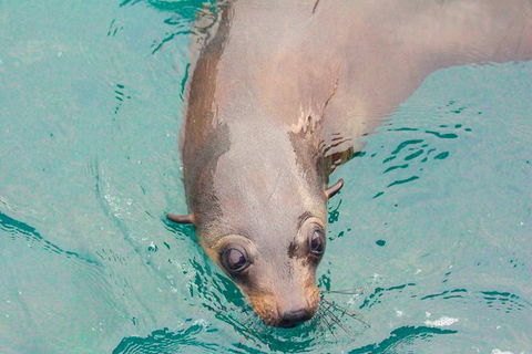 Wilsons Promontory Full Day Cruise - Attractions Perth 6