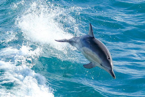 Wilsons Promontory Full Day Cruise - Attractions Perth 8