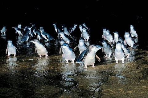 Private Phillip Island Penguin Parade Tour - Attractions Perth 2