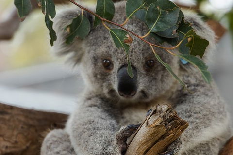 Small Group - Phillip Island Hike & Penguin Parade Day Tour From Melbourne - Attractions Perth 4